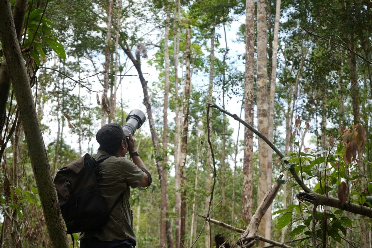 Unit Kehutanan Korindo Perkuat Perlindungan Pohon Lek Cenderawasih Kuning-Besar melalui Papua Conservation Bersama IPB University